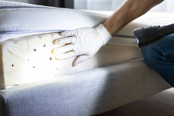 Best Wasp Removal Services  in Cudahy, CA