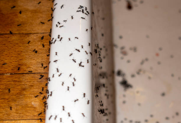 Best Local Pest Control Services  in Cudahy, CA